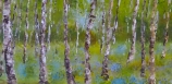 Geoff King - Silver Birch and Bluebells